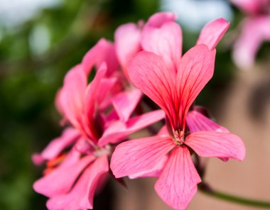 Rose geranium clipart