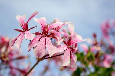 Rose geranium clipart