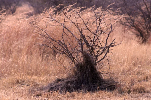 Bushveld bush — Stock fotografie