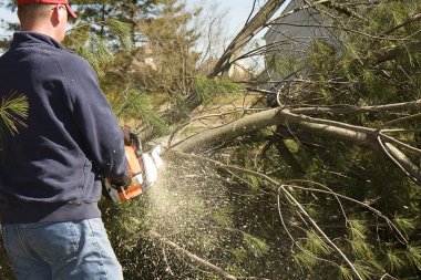 Man Cutting Down Tree clipart