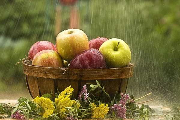 Chuva no cesto de maçãs — Fotografia de Stock