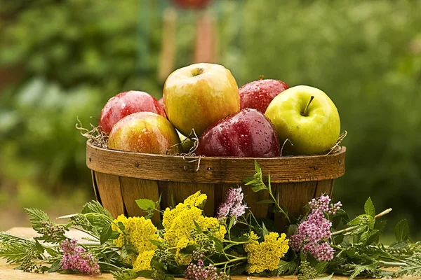 Country Basket of Apples — Stock Photo, Image