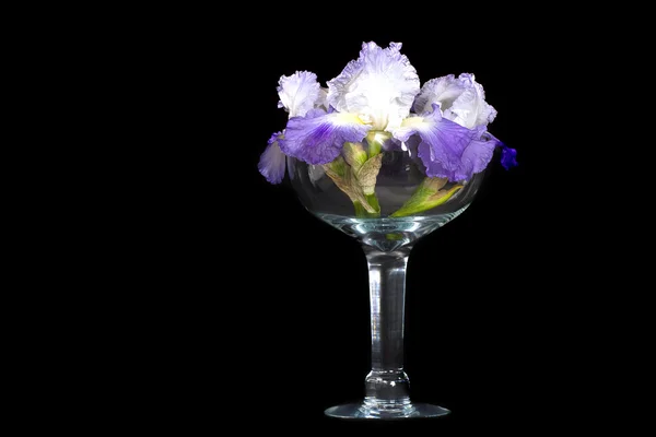 Iris púrpura en vidrio — Foto de Stock