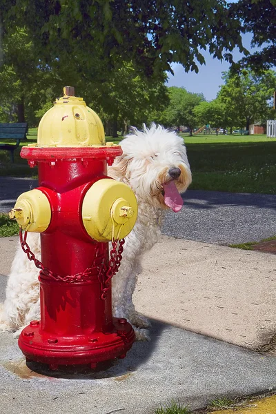 Kudłaty pies & fire hydrant — Zdjęcie stockowe