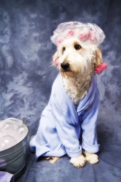 Perrito tomando un baño — Foto de Stock