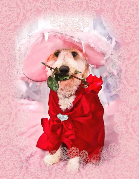 Sassy & Sweet Doggie — Stock Photo, Image