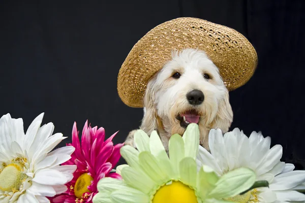 Country Golden Doodle — Stock Photo, Image