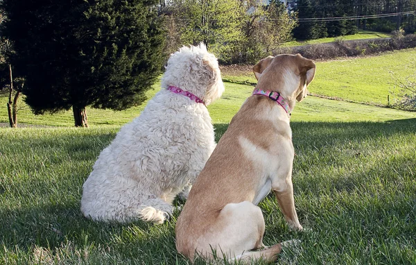 Zwei Hunde auf der Schanze — Stockfoto