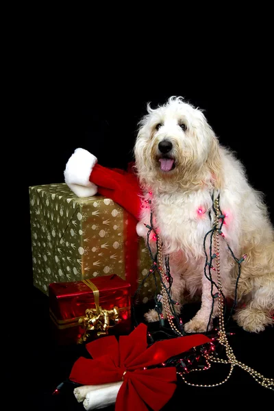 Luzes de Natal no cão — Fotografia de Stock