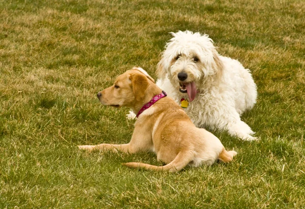 Bästa vänner hundar — Stockfoto