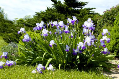 Large Purple Iris'