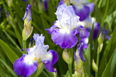 Large Purple Iris'