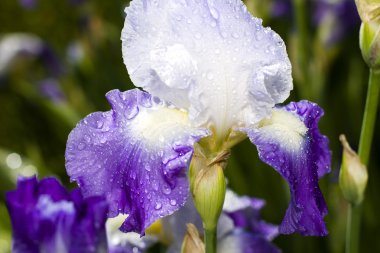 Large Purple Iris'