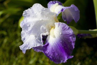 Large Purple Iris'