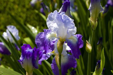 Large Purple Iris'