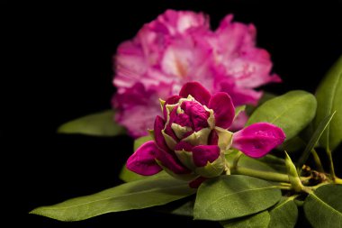 Beautiful rhododendrons on Black clipart