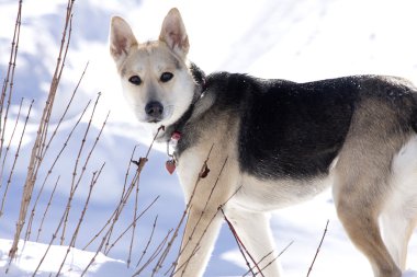 köpek kar keyfi