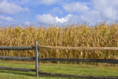 Split-rail Fence & Cornfield clipart