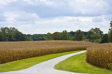 Road Through Cornfields clipart