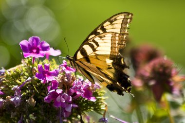 Butterfly on Flowers clipart