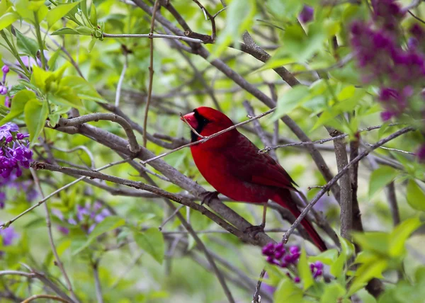 Pequeño cardenal rojo sentado en la rama — Foto de Stock