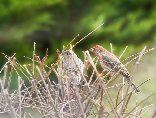 Küçük kuşlar şubeleri girmeyi başaran — Stok fotoğraf