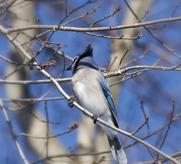 stock image Titmouse Bird