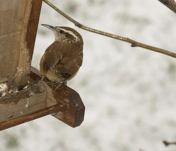 Uccelli di una piuma — Foto Stock