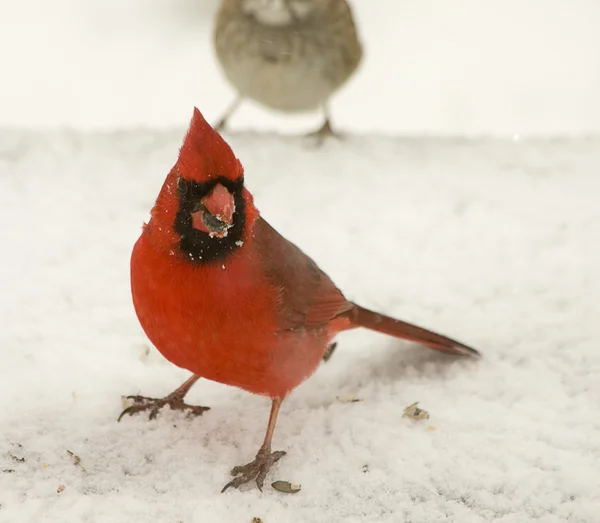 Mały czerwony kardynał — Zdjęcie stockowe