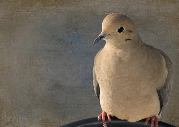 Mourning Dove perched on rail — Stock Photo, Image