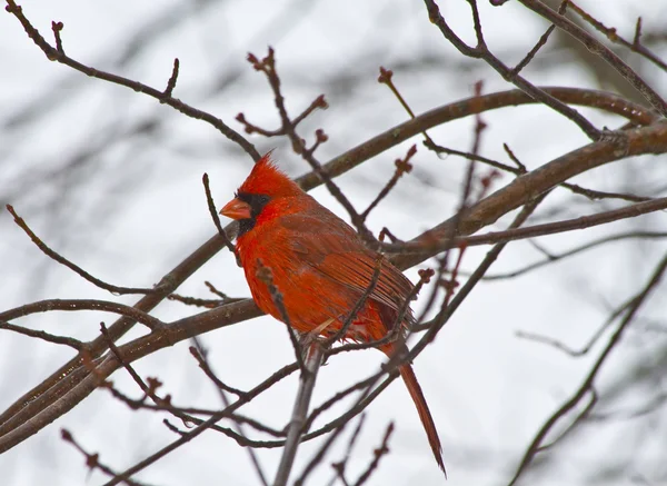 Küçük kırmızı Kardinal — Stok fotoğraf