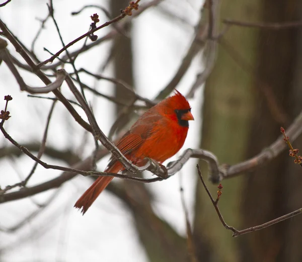 Küçük kırmızı Kardinal — Stok fotoğraf