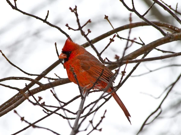 Piccolo cardinale rosso — Foto Stock