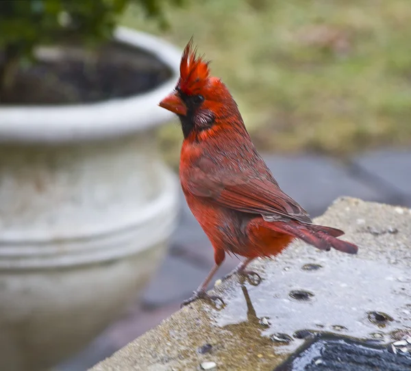 Malé červené kardinál — Stock fotografie