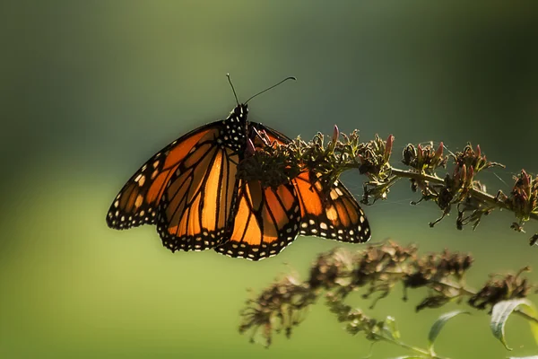 Butterflies on bush — Stock Photo, Image