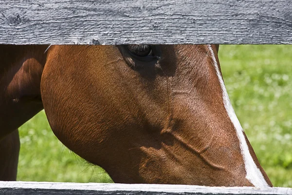 Άλογο closeup πορτρέτο — Φωτογραφία Αρχείου