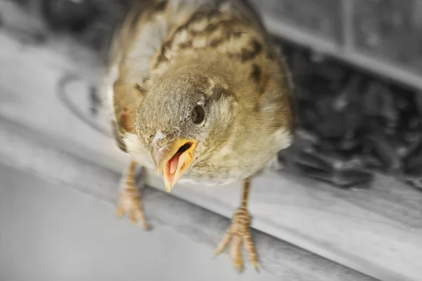 깃털의 새들 — 스톡 사진