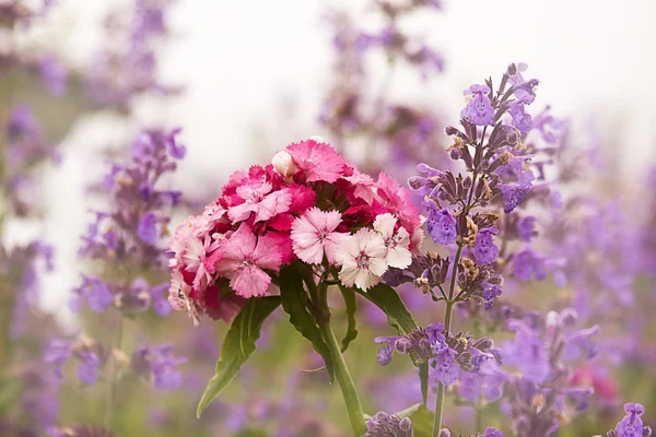Outside shot of flowers — Stock Photo, Image