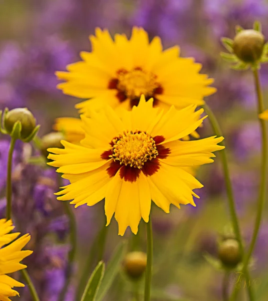 Garden of Sunshine with Sun Rays on bright yellow flowers — Stock Photo, Image