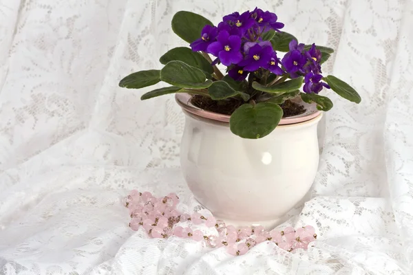 African Violet sitting on lace with pink beads — Stock Photo, Image