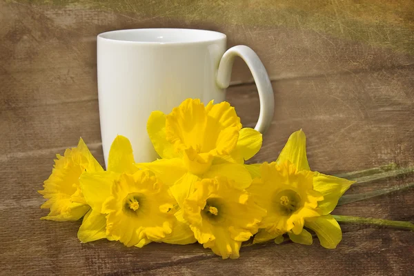 Daffodils in a white cup — Stock Photo, Image