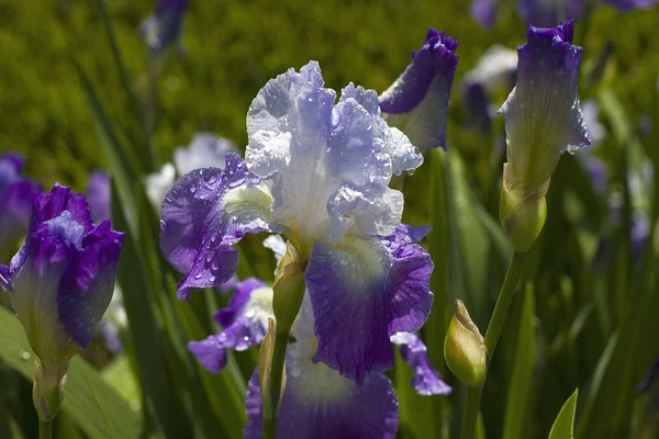 Large Purple Iris' — Stock Photo, Image