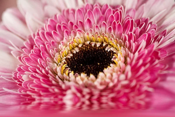 stock image Assortment of Flowers