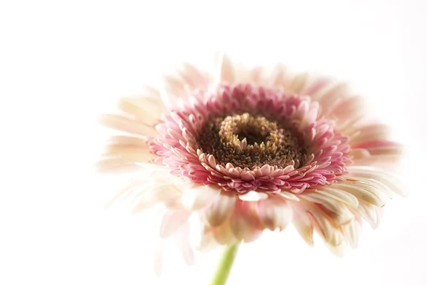 Асортименту квітів — стокове фото