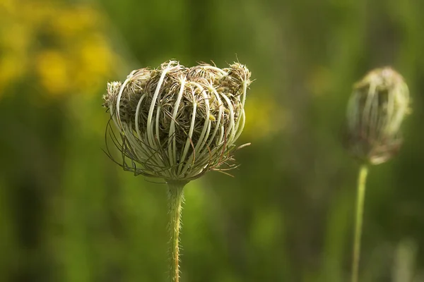 stock image Queen Ann's Lace about to open but still in bud formation