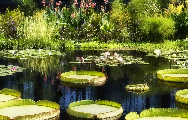 Stock image Huge Lilly Pads