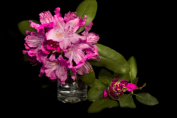 Krásný rododendrony na černém pozadí — Stock fotografie
