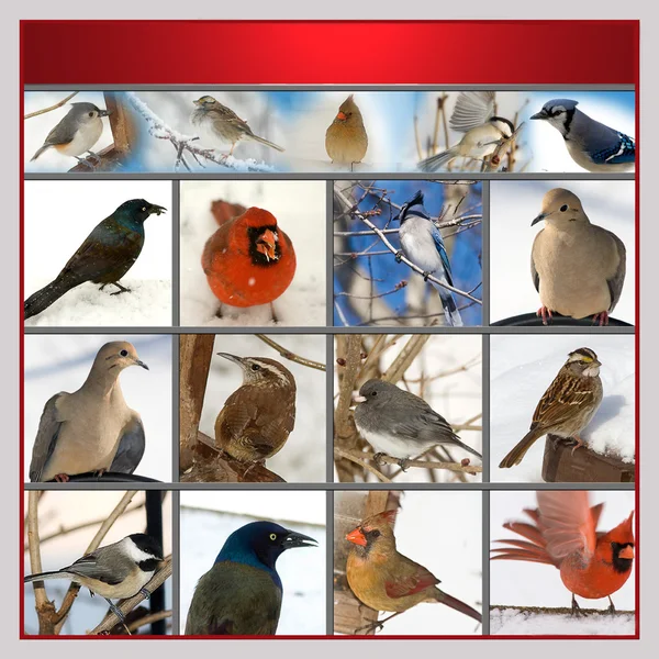 Conjunto de aves — Fotografia de Stock
