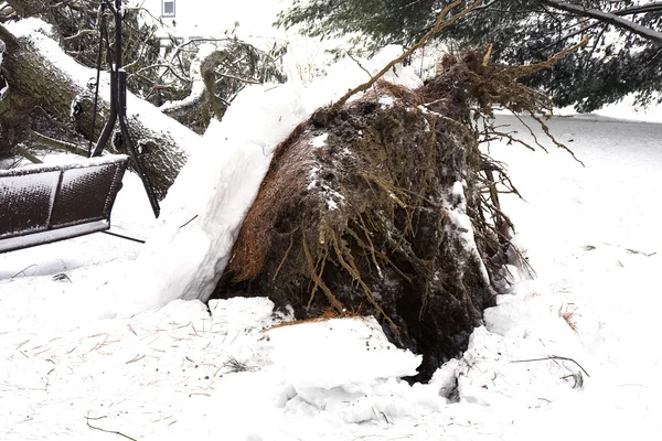 stock image After the Snow Storm