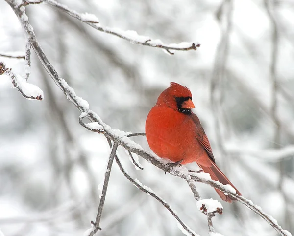 Mały czerwony kardynał — Zdjęcie stockowe